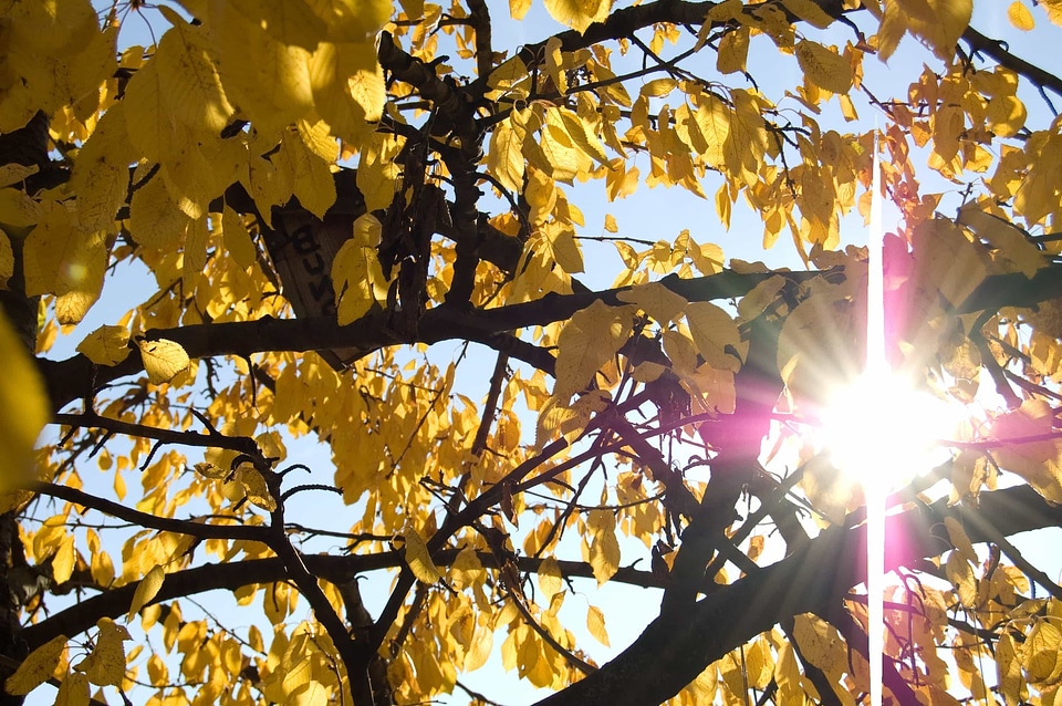 Autumn autumn season branch