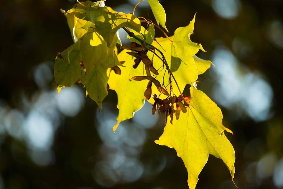 Autumn autumn season beautiful