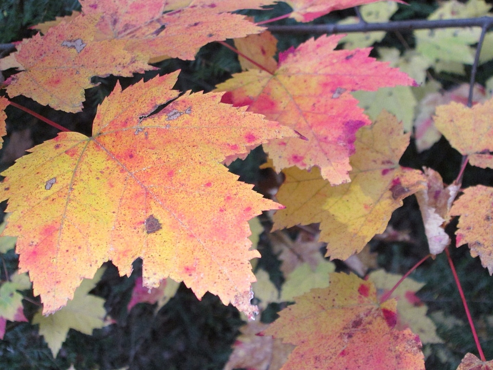 Colorful fall seasonal