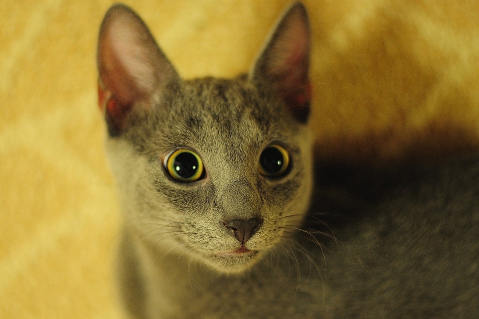 Animal cat curious