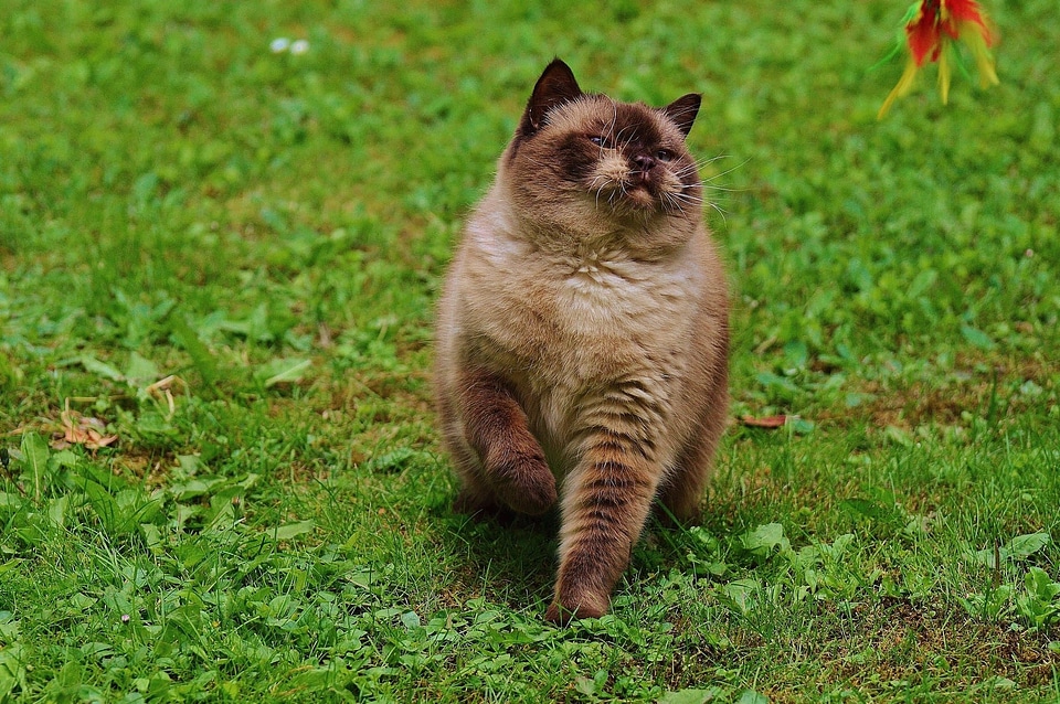 Adorable animal animals