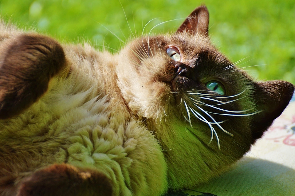 Adorable animal brown
