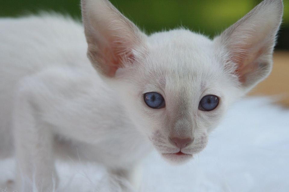 Animal animals cat