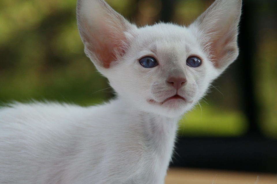 Adorable animal animals