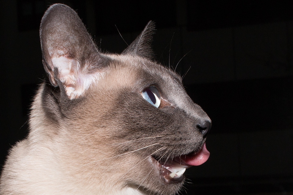 Animal beautiful photo cat
