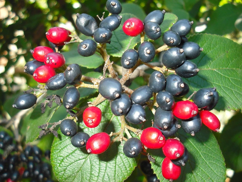 Black branch currant