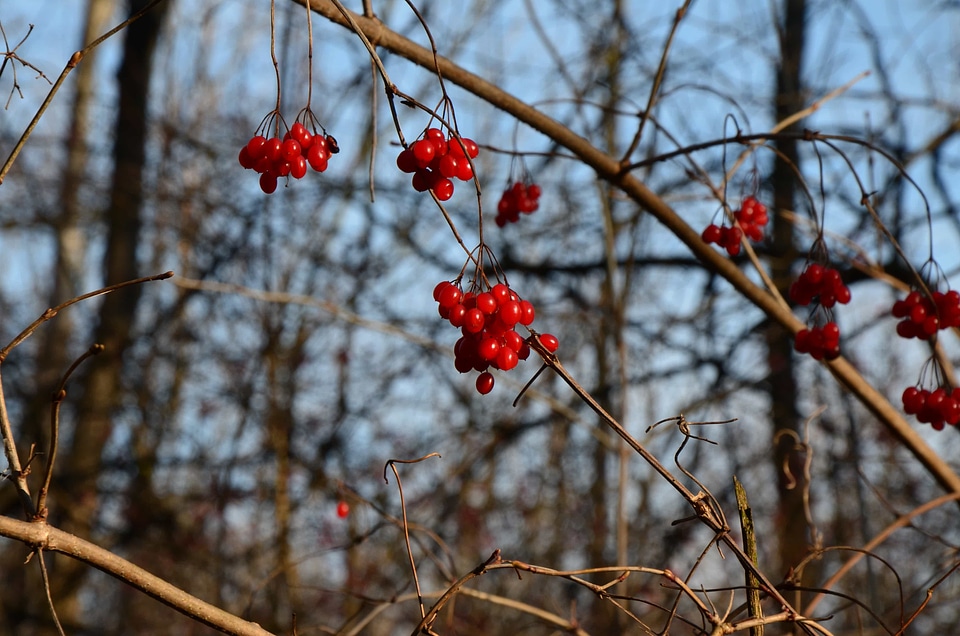 Berry branch bush photo