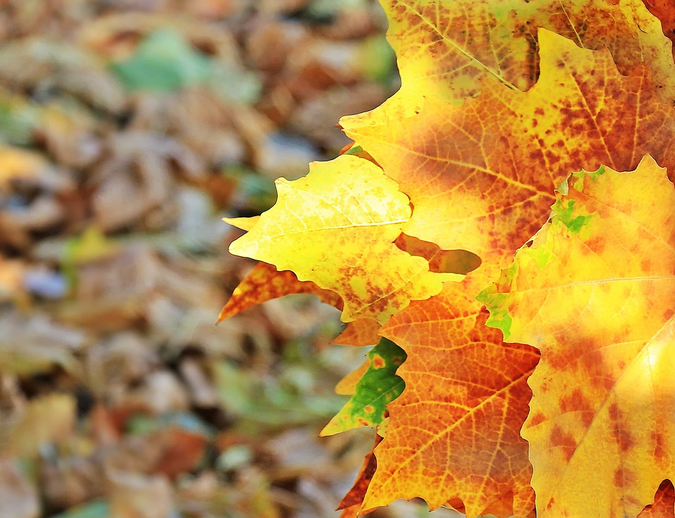 Autumn autumn season branch