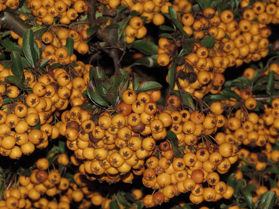 Berry branch branches