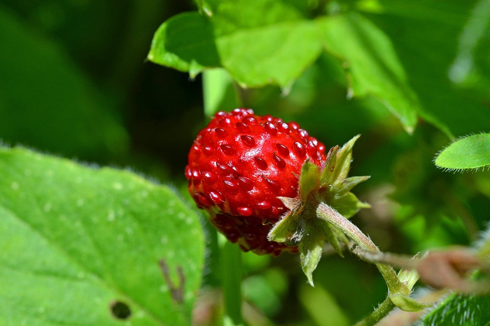 Berry delicious dessert