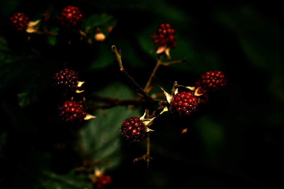 Beautiful Flowers berry blackberry