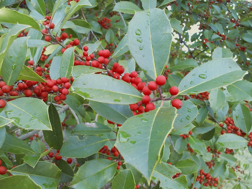 Branch bush daylight