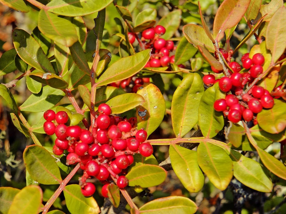 Berry branch bush