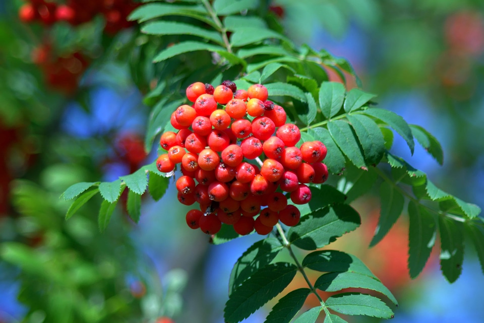Berry branch bush
