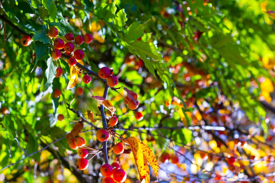 Autumn autumn season branch