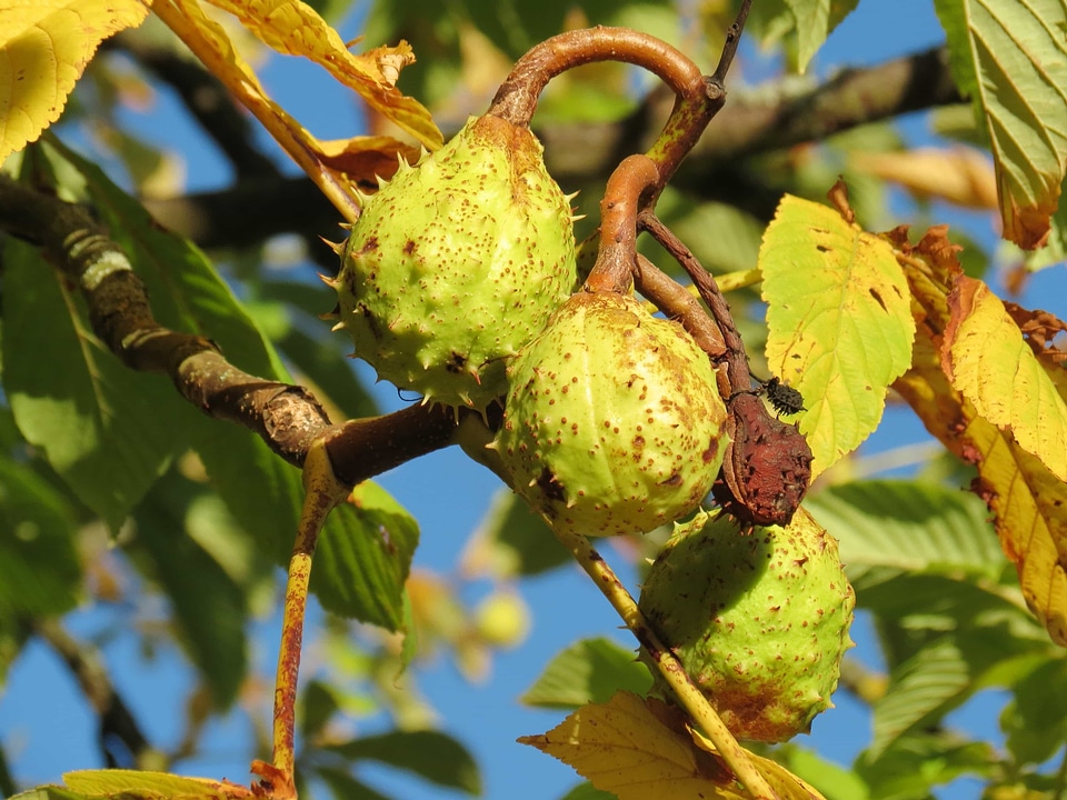 Agriculture autumn branch