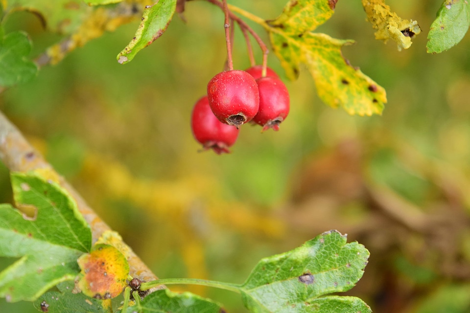 Autumn berry branch