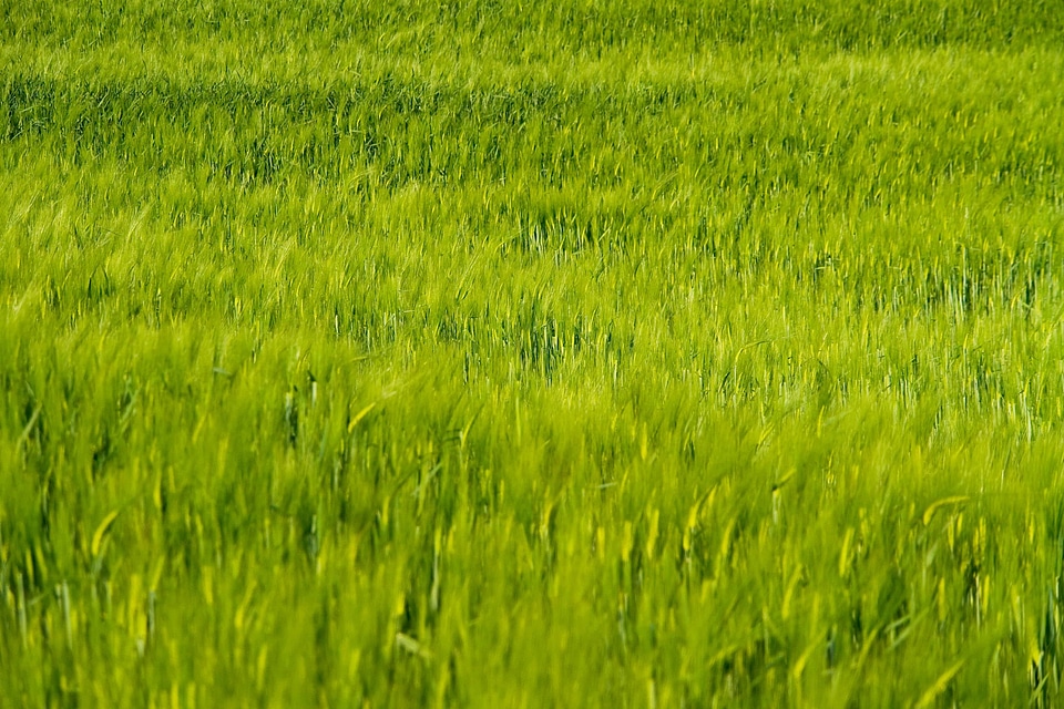 Agriculture cereal dark green