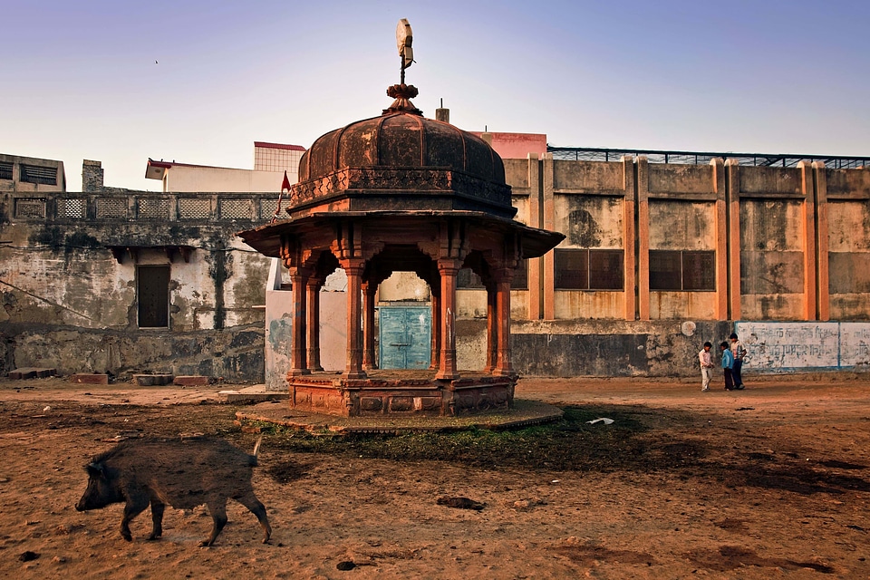 Animal architectural style architecture