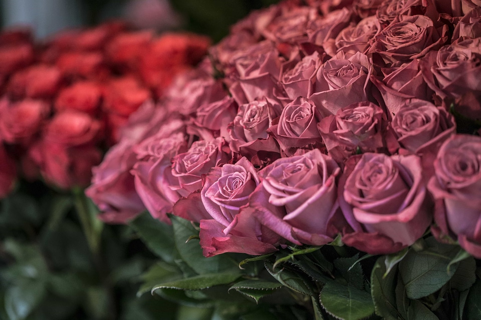 Arrangement beautiful flowers beautiful photo