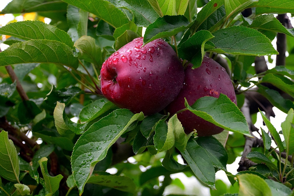 Agriculture apple apples