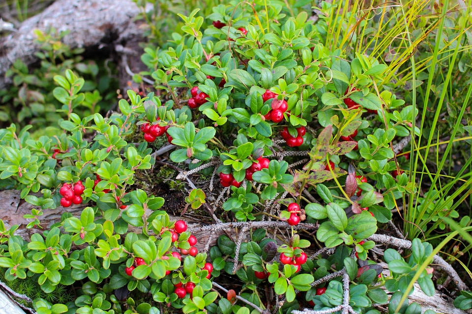 Berry branch cranberry