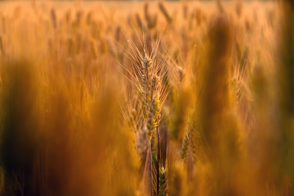 Agriculture cereal daylight