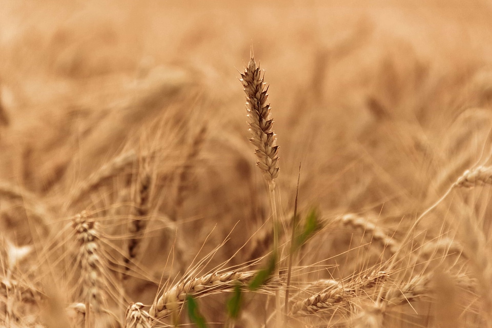 Agriculture cereal countryside