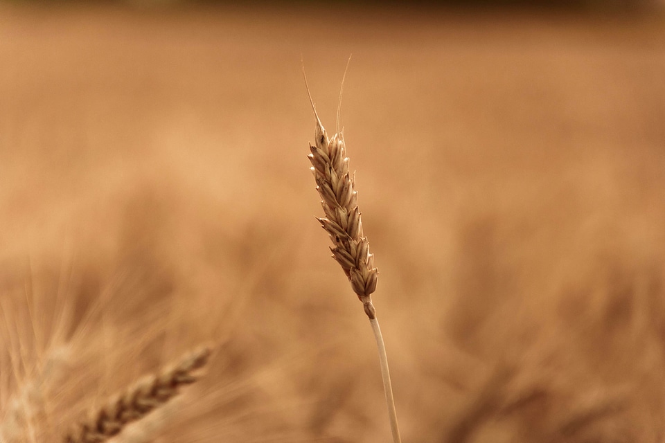 Agriculture cereal daylight