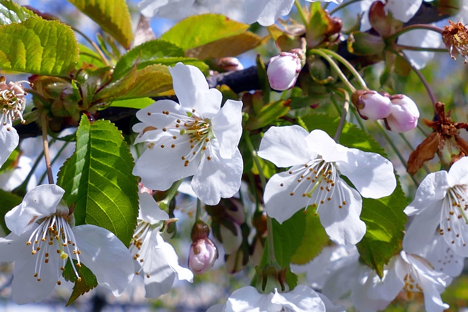 Apple beautiful flowers bloom