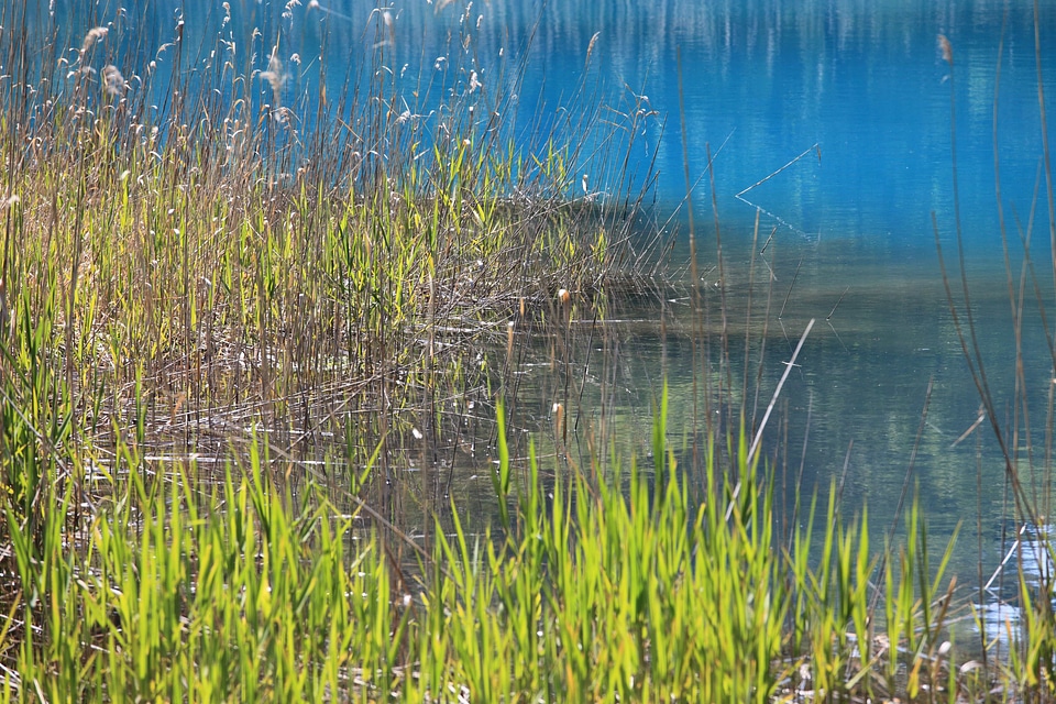 Aquatic coast ecology