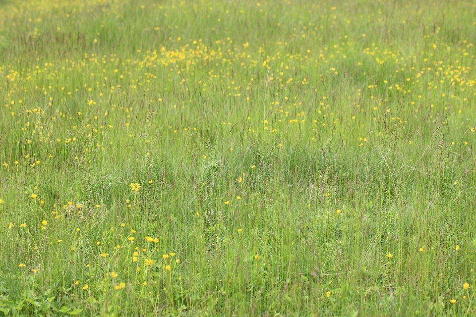 Agriculture beautiful flowers blooming
