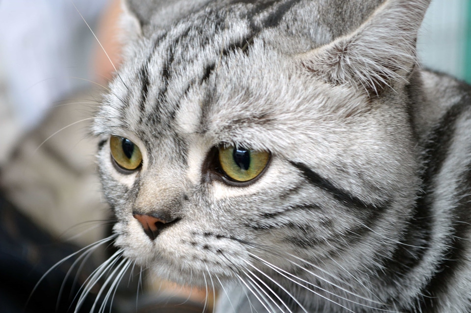 Adorable animal beautiful
