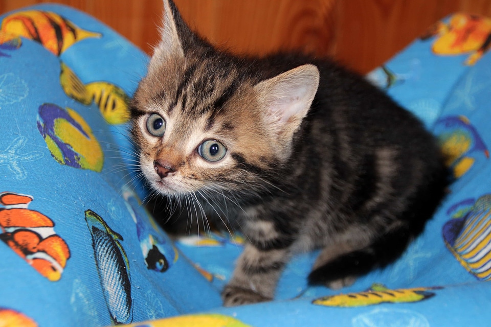 Adorable animal animals