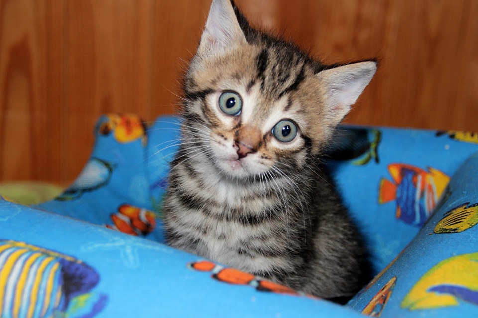 Adorable animal animals