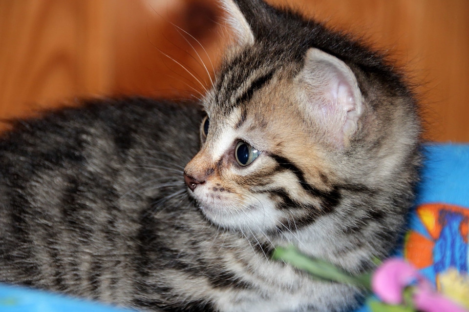 Adorable animal carnivore
