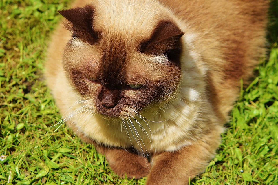 Adorable animal brown