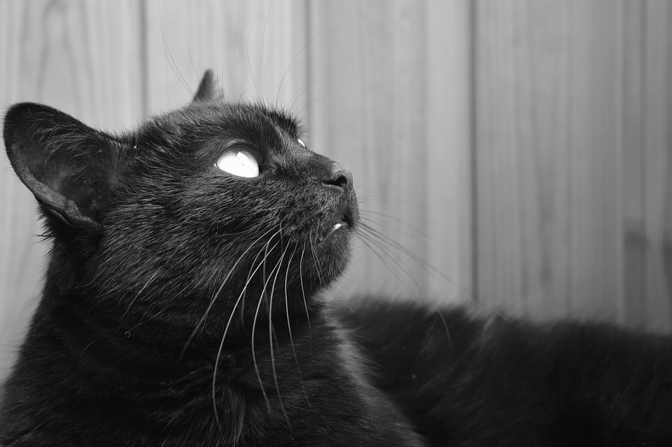 Adorable animal black and white