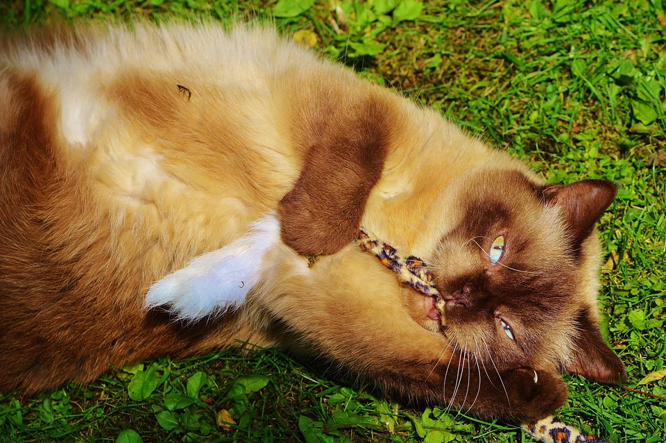 Adorable animal brown
