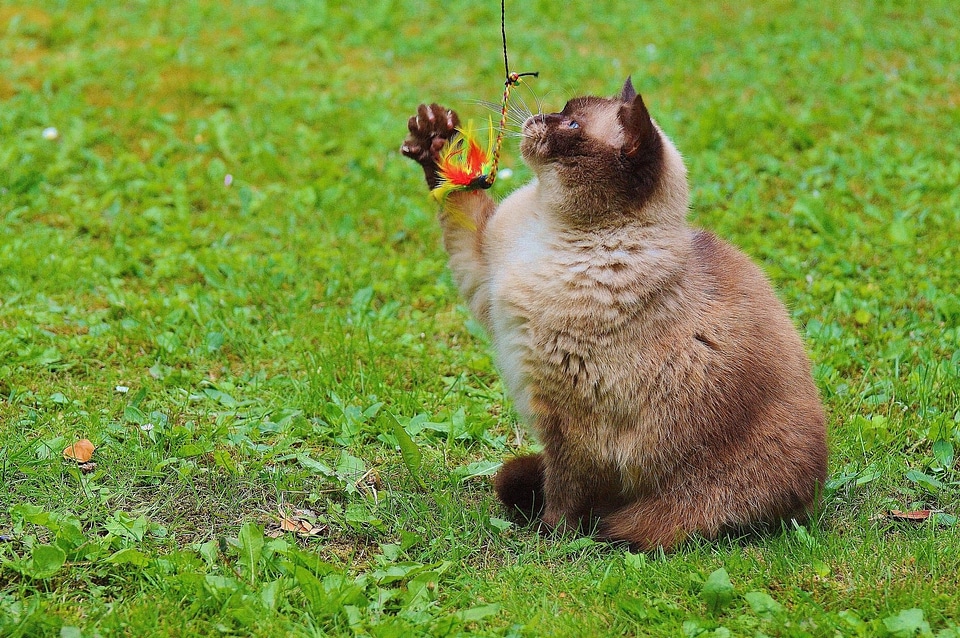 Adorable animal baby