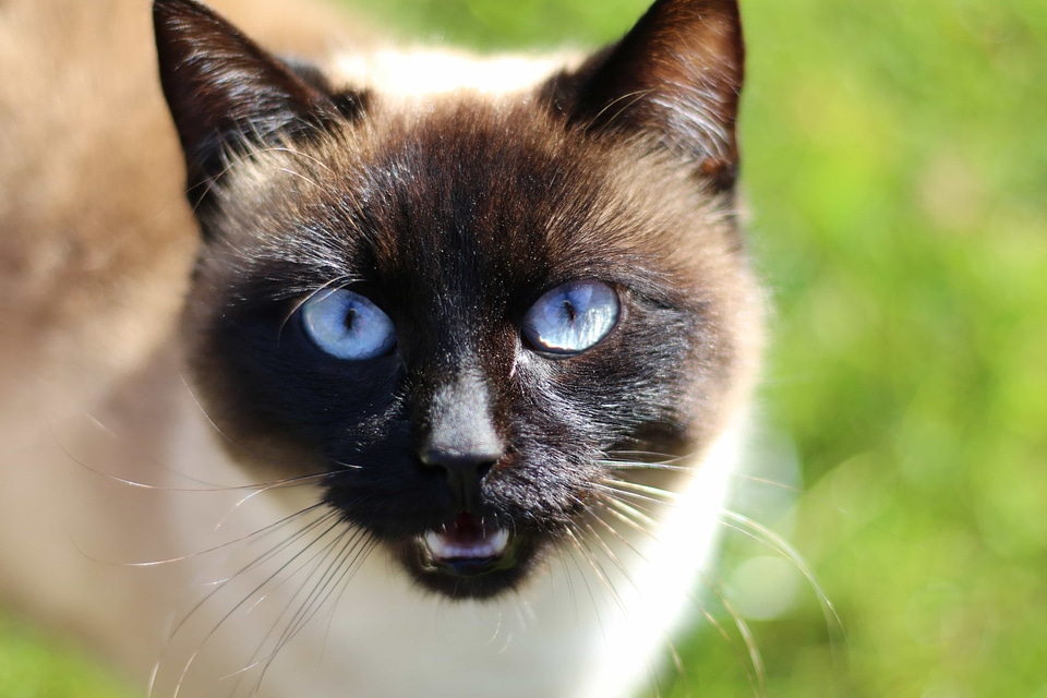 Adorable animal beautiful