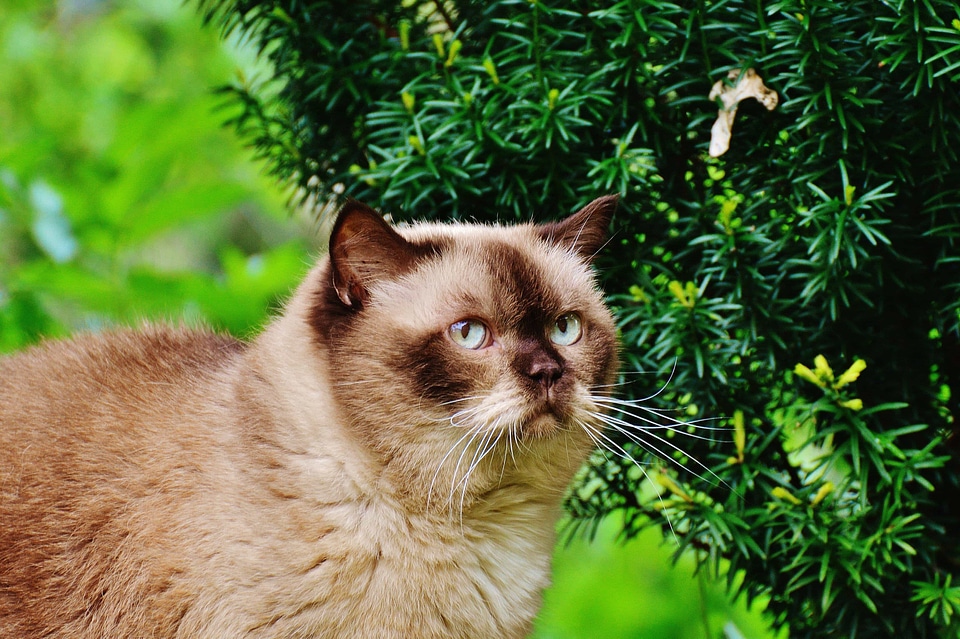 Adorable animal brown