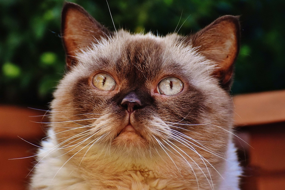 Adorable animal beautiful