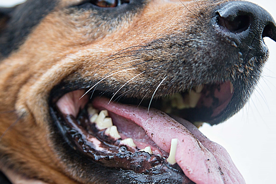 Animal canine carnivore