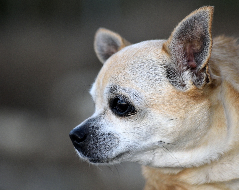 Adorable animal canine