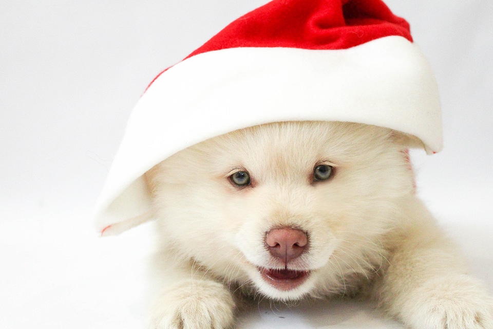 Adorable animal beautiful