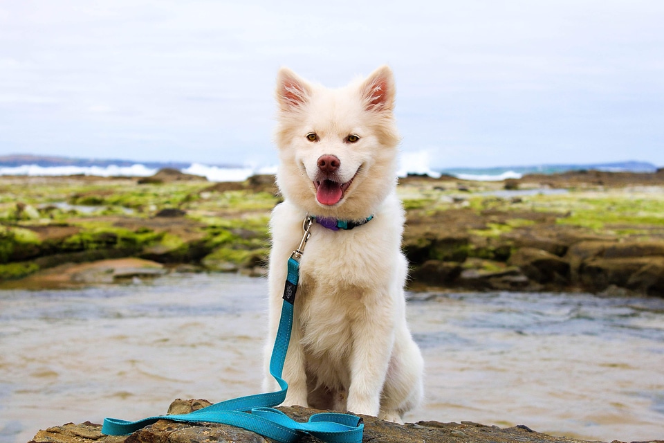 Animal animals beach