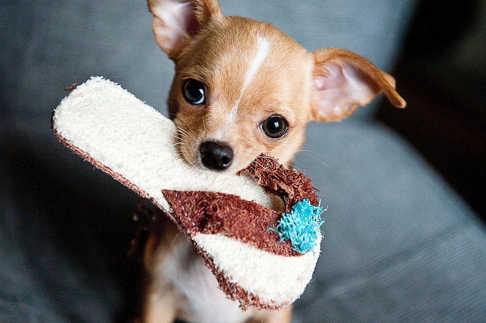 Adorable animal beautiful photo