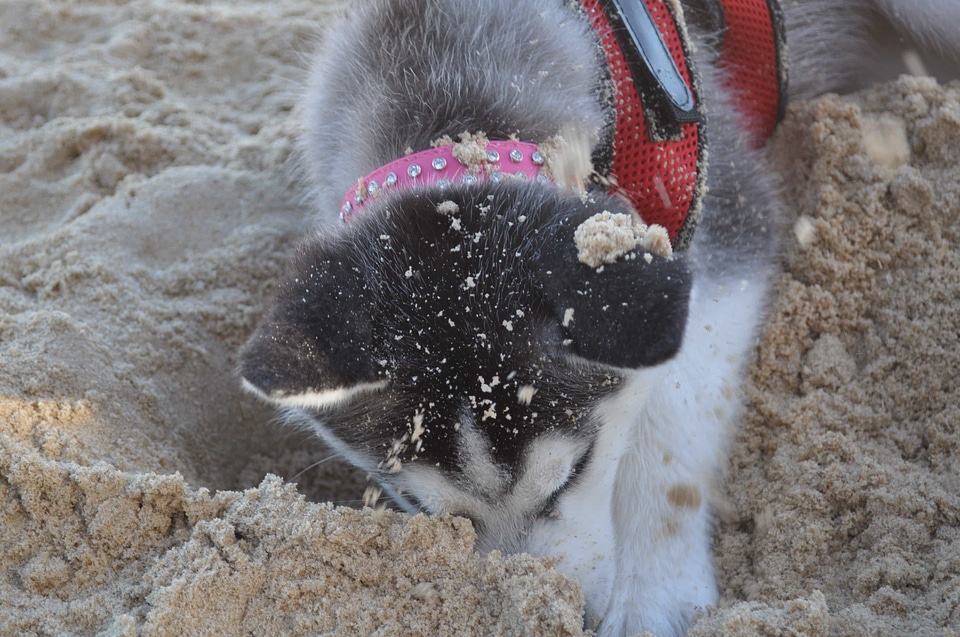 Adorable animal beach photo