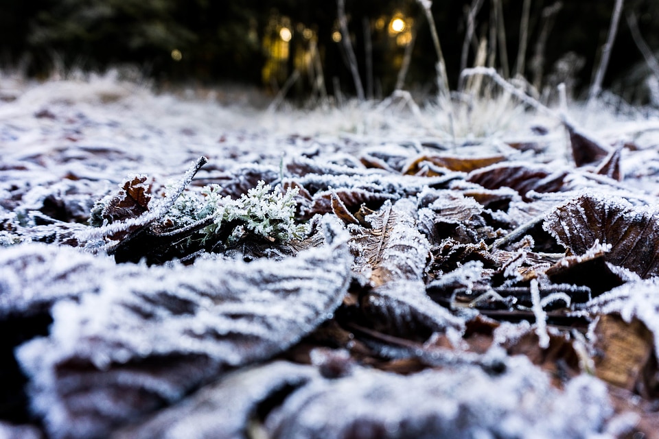 Cold daylight ecology